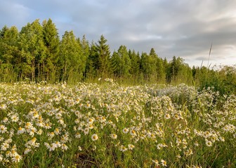Obraz premium Meadow of wild daisies