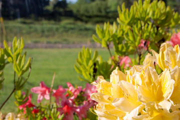 Inflorescences of azaleas of yellow and pink color
