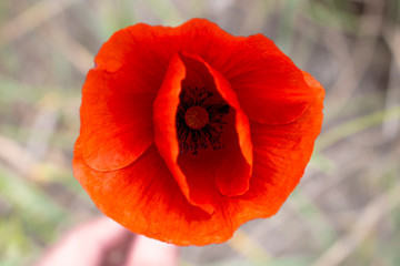 A large red poppy field flower