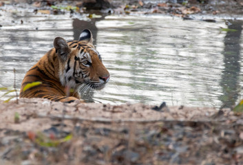 A female tigress sitting in a waterhole inside Pench tiger reserve during a wildlife safari