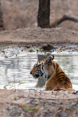 A female tigress sitting in a waterhole inside Pench tiger reserve during a wildlife safari