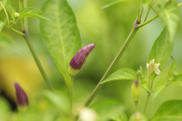 Chili peppers in a garden