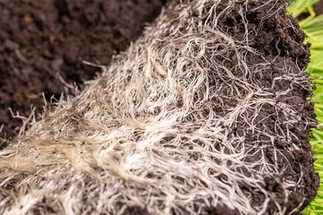 Close-up of intertwined rhizome in a ground of green grass vitgrass. Concept of fertilizer and healthy food supplements for people and animals.
