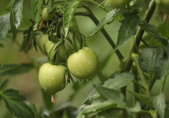 Green tomatoes growing in the garden