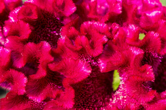Relief flower celosia blossoms purple in the vicinity