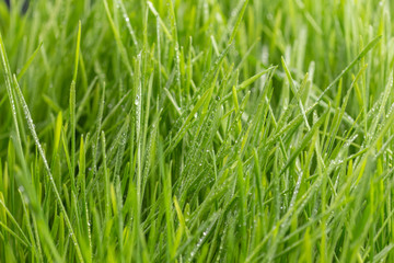 Fresh green grass with dew drops closeup. Nature Background