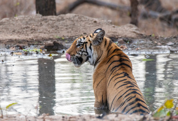 A female tigress sitting in a waterhole inside Pench tiger reserve during a wildlife safari