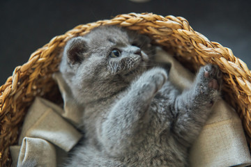 Cute Pet Portrait. Beautiful and fluffy grey scottish fold cat. Baby scottish fold gray kitten. Baby animal