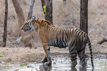 Naklejka na ściany i meble A female tigress sitting in a waterhole inside Pench tiger reserve during a wildlife safari