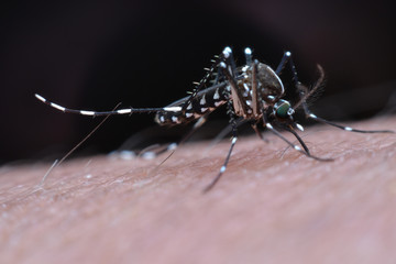 Aedes aegypti