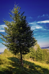 Conifer freestanding