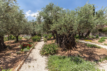 Fototapeta na wymiar Nice view of garden Gethsemane