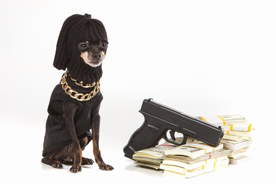 A criminal dog with dollars. Dog in robber mask. Toy terrier gangster. Dogs breed Prague Ratter. Pocket dogs. Pets.