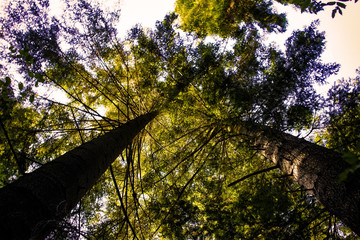 Tree crowns