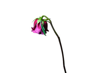 Faded rose without leaves