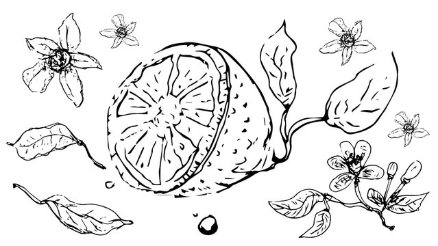 Lemons sketch. Isolated vector illustration. Vector line design.