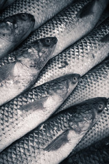 fresh fish Mullet, close up