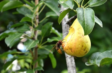 horned on a mature pear