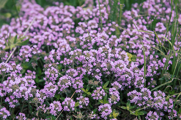 Thymus with flowers