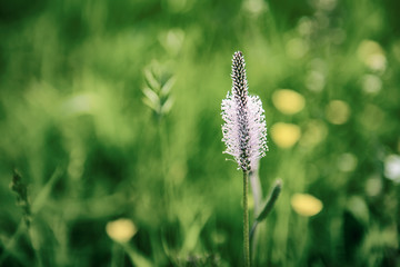 Spring white flowers