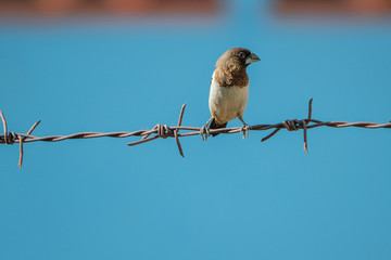 bird on a branch