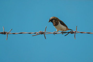 swallow on wire