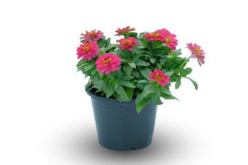 Color of Zinnia on the White Background
