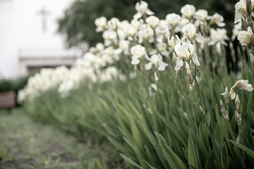 Iris flower blooming at church yard