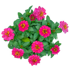 Color of Zinnia on the White Background