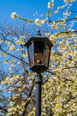 street lamp in the park