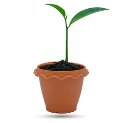 young plant in pot isolated on white