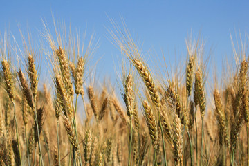 wheat field