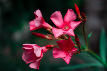 pink flowers in garden