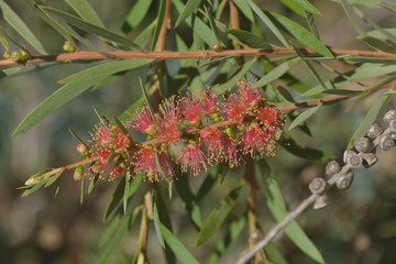 Callistemon