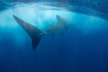 Naklejka premium Whale shark blue background Cancun Mexico