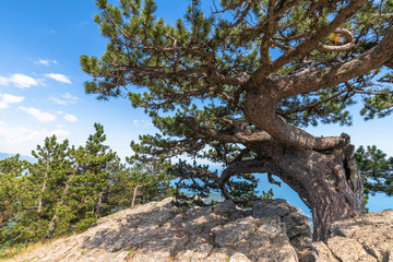 Fototapeta na wymiar Beautiful coniferous tree on a Mount Ah-Petri in Crimea