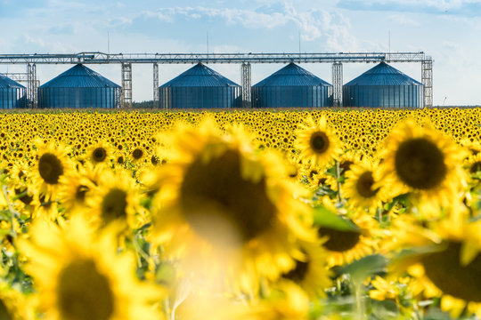 Blossoming sunflower field with a crop storing elevator on a background
