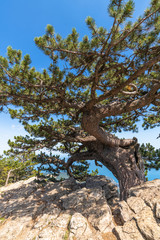 Fototapeta na wymiar Beautiful coniferous tree on a Mount Ah-Petri in Crimea