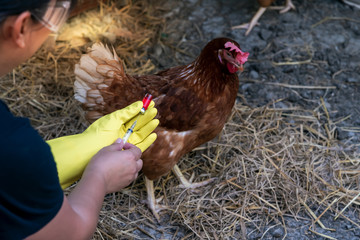 The famers Going to vaccinate Prevent the epidemic, keep the chickens he fed on the farm, to plague...