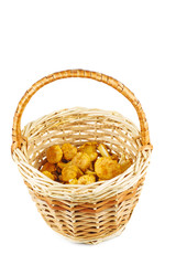 Half full wicker basket with fresh chanterelle mushrooms isolated on white background