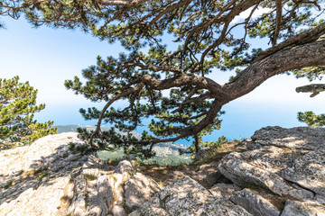 coniferous tree on a Mount Ah-Petri in Crimea