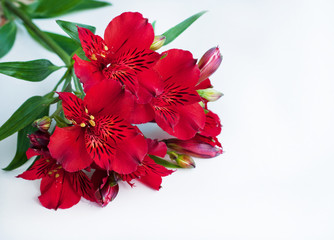 Red flowers on white background. Bouquet of alstroemeria flowers. Peruvian Lily.