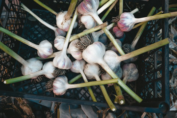 Freshly collected home-grown garlic in plastic box.