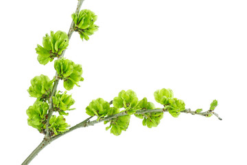 Elm tree branch with green smaras isolated on white