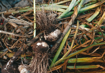 Detailed view on freshly collected home-grown garlics.
