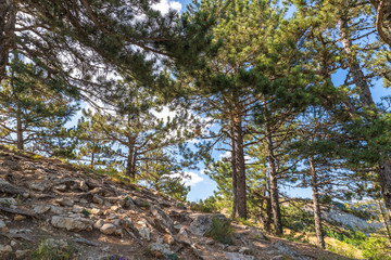 coniferous tree on a Mount Ah-Petri in Crimea