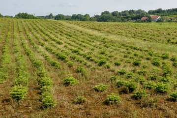 Fototapeta na wymiar Cultivation of pine trees in Denmark