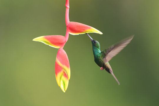 Bronze-tailed plumeleteer drinking nectar from flower