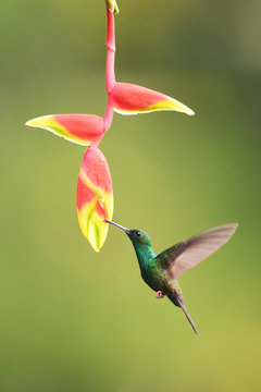 Bronze-tailed plumeleteer drinking nectar from flower