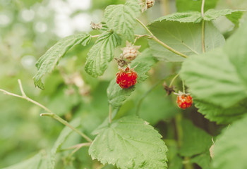 Red raspberry ripened on a branch with leaves. Ripe red raspberry berries in nature.